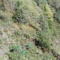 Les couloirs d'avalanche en Vicdessos||<img src=_data/i/upload/2012/08/29/20120829143144-3ce119f6-th.jpg>