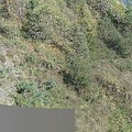 Les couloirs d'avalanche en Vicdessos||<img src=_data/i/upload/2012/08/29/20120829143159-3effd11c-th.jpg>