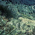 Evolution des paysages dans le Vicdessos||<img src=_data/i/upload/2012/09/13/20120913150459-00362f4b-th.jpg>